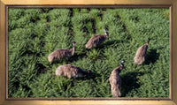 Emus in chickpeas