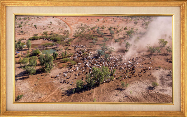 Mustering at Quamby