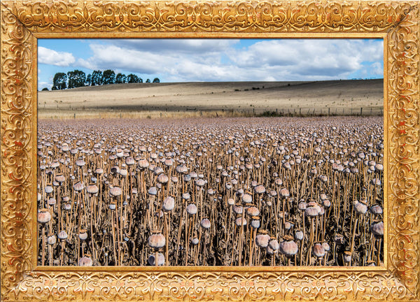 Poppy Harvest Tasmania