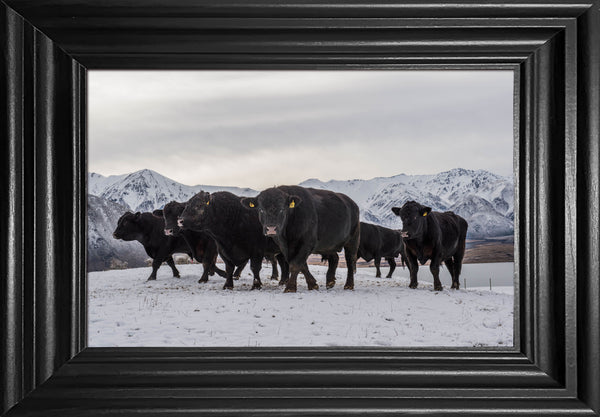 Feeding cattle in the snow