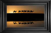 Camels in the wild 3
