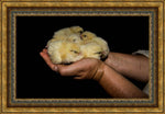 Poultry 2