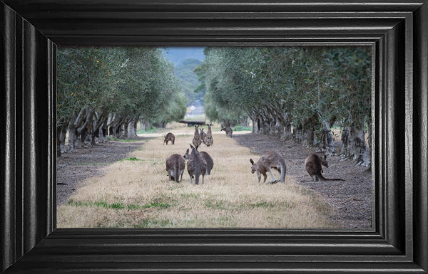 Kangaroos in the Olive grove