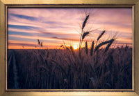 Harvest sunrise