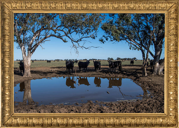 Angus cattle Coonamble