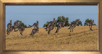 Kangaroos in the stubble